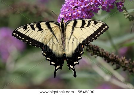 Tiger Otakárkovití (papilio Glaucas)