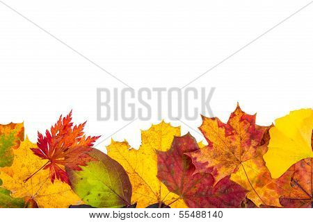 Autumn leaves
