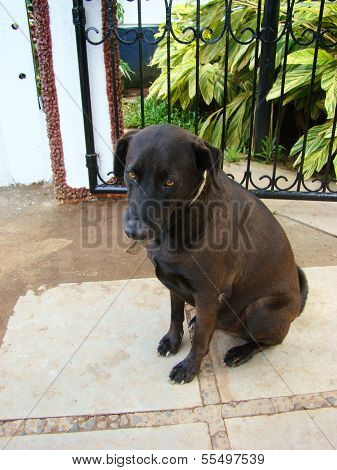 Dog