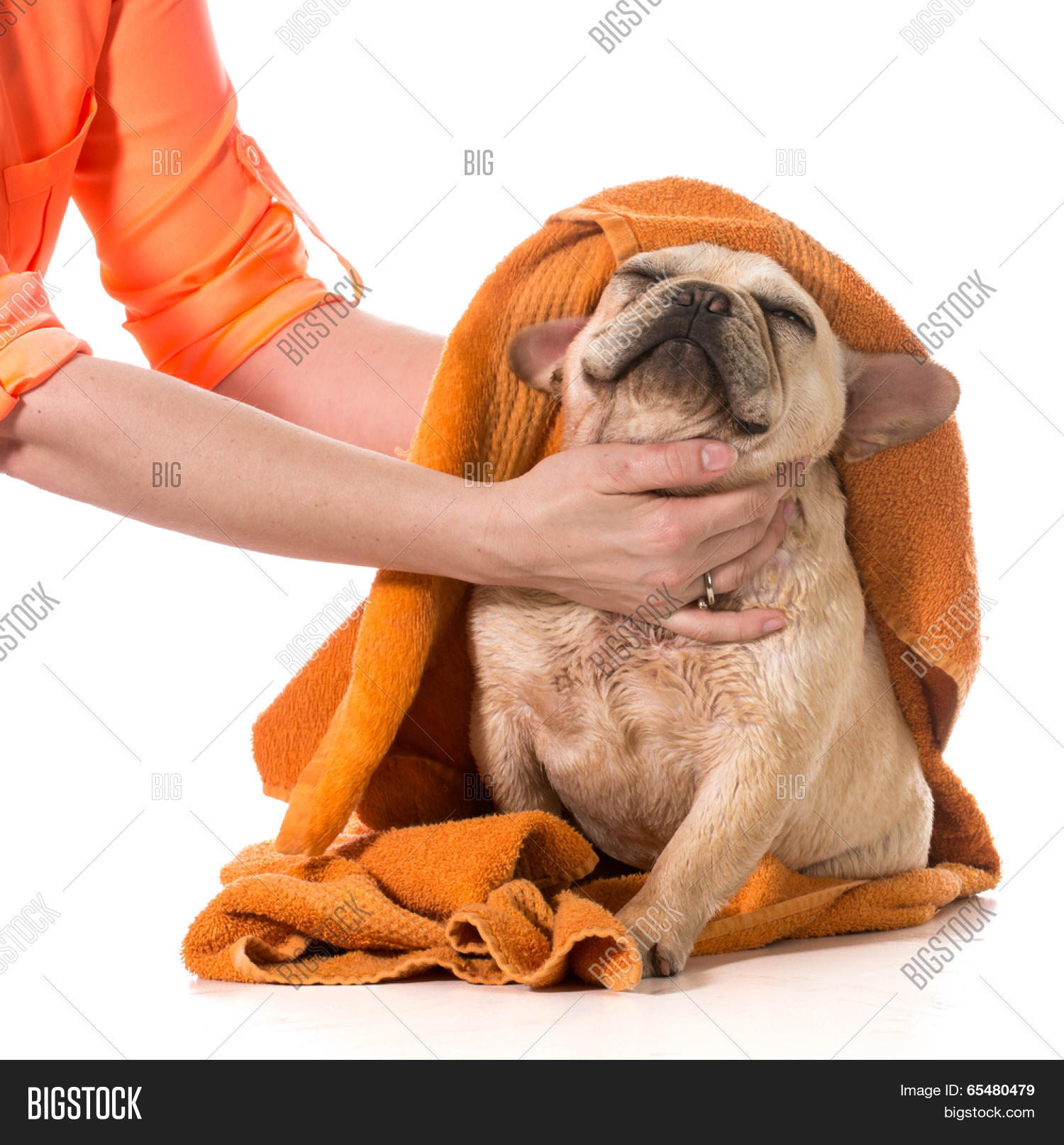 Drying French Bulldog Image & Photo (Free Trial) Bigstock
