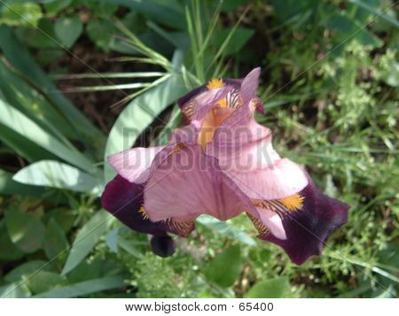 Iris