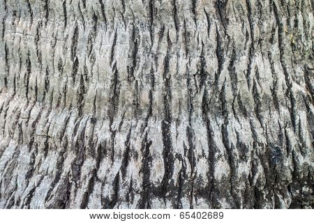 Coconut Tree
