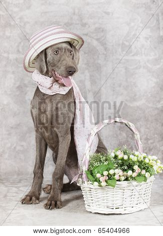 Wirehaired Slovakian Pointer Dog With Flowers