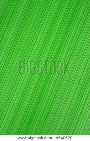Texture a righe verdi
