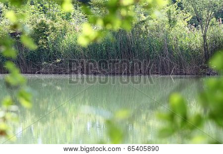 Natural Pond With Many Reeds On The Bank Hidden By Vegetation