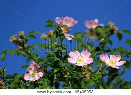 Pink Wild Roses In A Bush Of Thorns In Spring