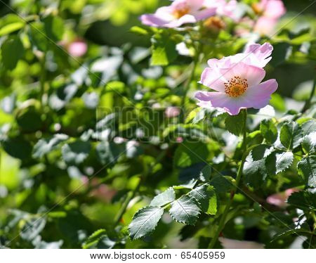 Many Pink Wild Roses In A Bush Of Thorns In Spring