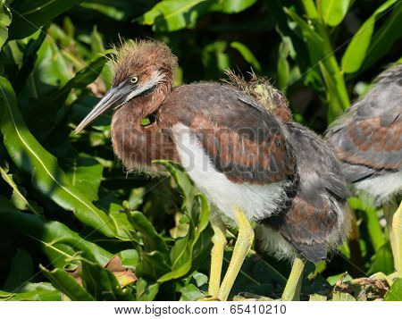 Young Tricolored Heron