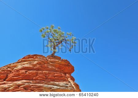 The famous Jumping Tree 