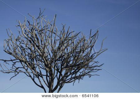 Baum des Lebens