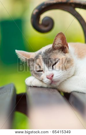 White And Gray Cat Sleeping In Wooden Chair