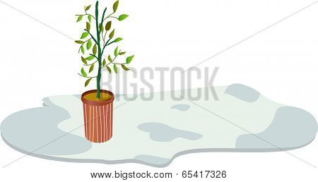 The view of ornamental tree in the pot 