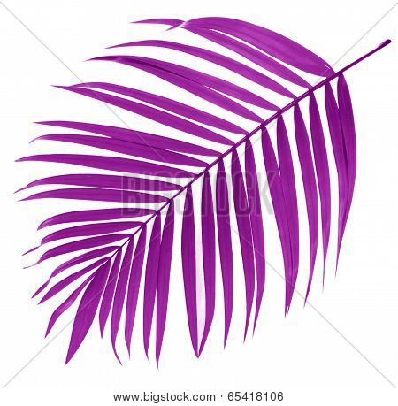 Leaf Of Palm Tree On White Background