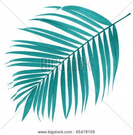 Leaf Of Palm Tree On White Background