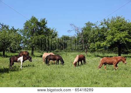 Horses On A Meadow
