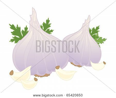 Garlic
