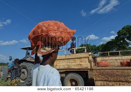 African farmers