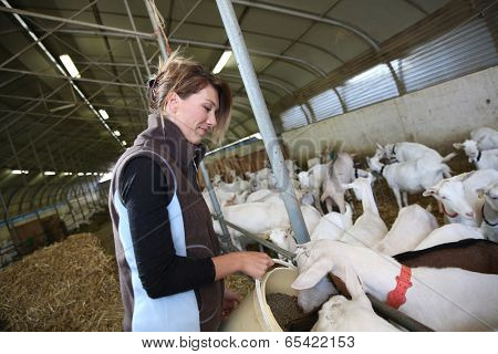 Woman breeder feeding goats in barn