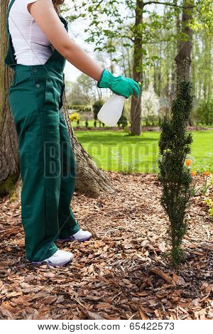 Woman Spaying Plants