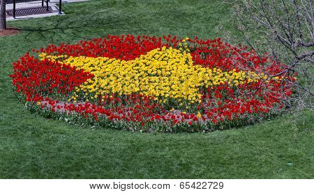 Fresh Spring Tulips