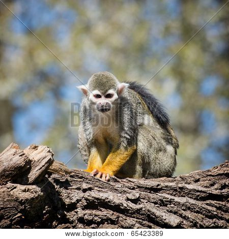 Common Squirrel Monkey (saimiri Sciureus)