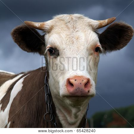 Clousup Of A Young Bull In A Meadow