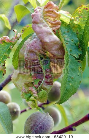 Damaged Leaf Peach.