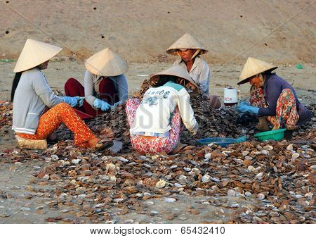 Muine, Vietnam - Feb 13, 2009: Vietnamese Women Sort Seashells On The Shore. Extraction Of Seafood I