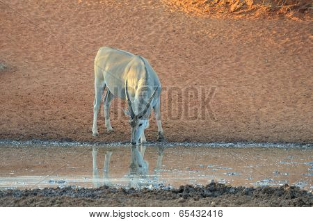 Eland