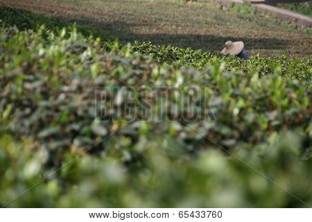 Tea Plantation