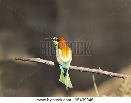 Bee-eater