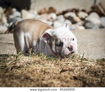 english bulldog puppy playing outside in the grass
