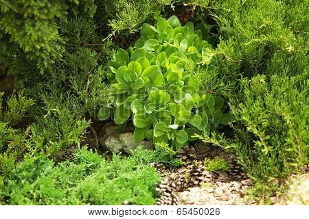 Bush in the garden