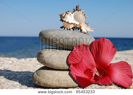 Seashell And Hibiskus