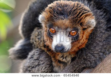 Lemur