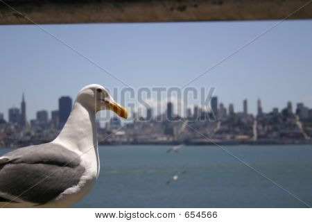 Racek