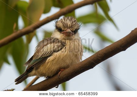 A Tubby And Fluffy Striped Kingfisher (halcyon Chelicuti) Looking At The Viewer