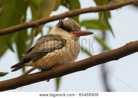 A Tubby And Fluffy Striped Kingfisher (halcyon Chelicuti) Perched On A Branch