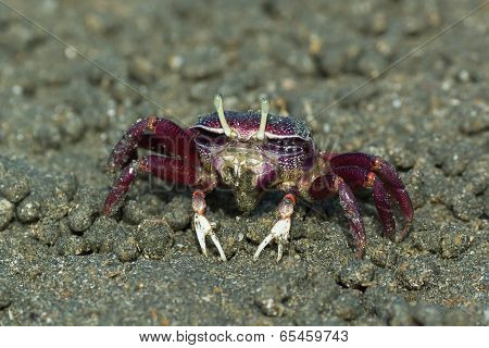 Female Purple Fiddler Crab From West Africa Filtering Sand