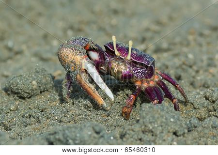 Male Purple Fiddler Crab From West Africa Filtering Sand