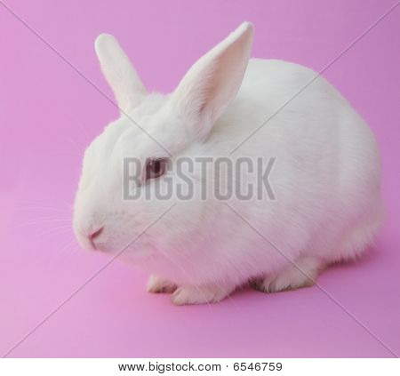 กระต่ายหลากสี albino