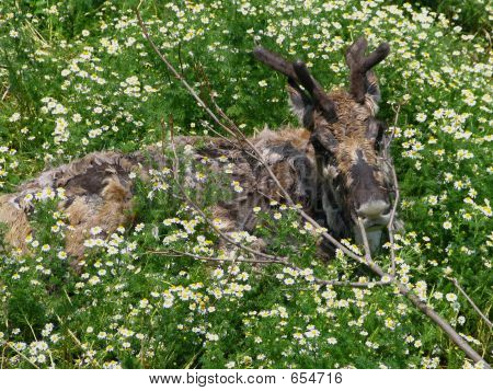 Bebê Caribou