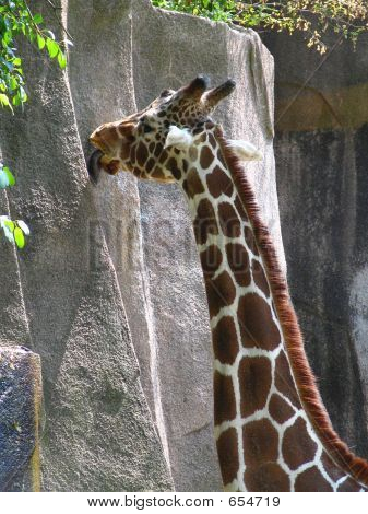 Girafa