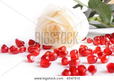 กุหลาบขาว