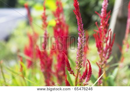 Celosia Cristata