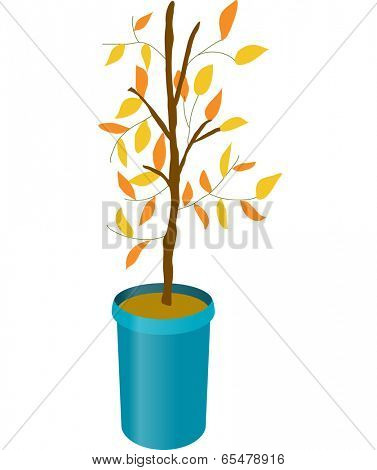 The view of tree in the pot 