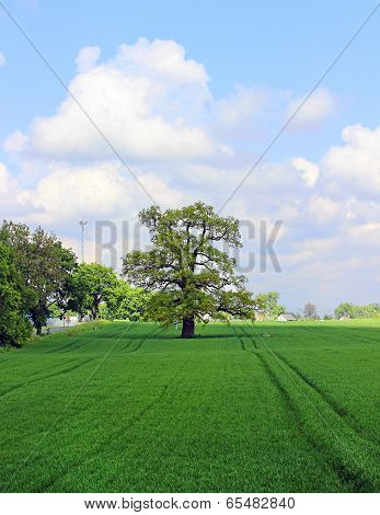 oak tree