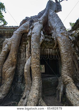 Prasat Ta Prum. Roots.