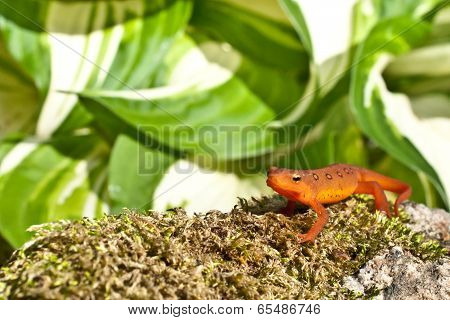 Red Eft
