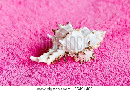 Seashell